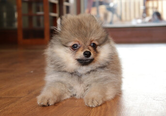 Pomeranian spitz lovely dog, friendly cool puppy  at home photo