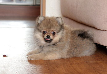Fototapeta na wymiar Pomeranian spitz lovely dog, friendly cool puppy at home photo