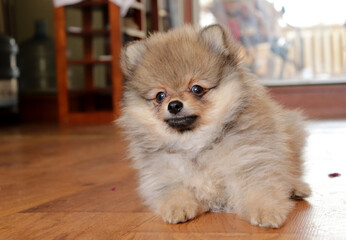 Pomeranian spitz lovely dog, friendly cool puppy  at home photo