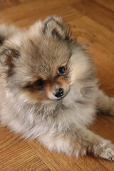 Pomeranian spitz lovely dog, friendly cool puppy  at home photo