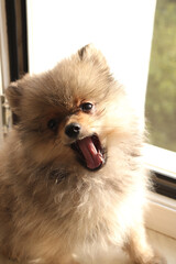 Pomeranian spitz lovely dog, friendly cool puppy  at home photo