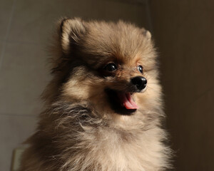 Pomeranian spitz lovely dog, friendly cool puppy  at home photo