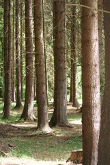 Fototapeta premium Bäume