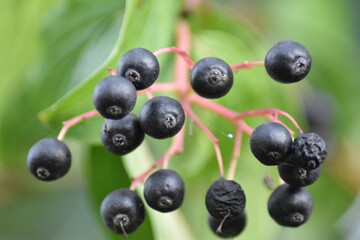Hartriegel (Cornus) - reife Früchte