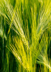Fototapeta premium Green ears of wheat at sunset.