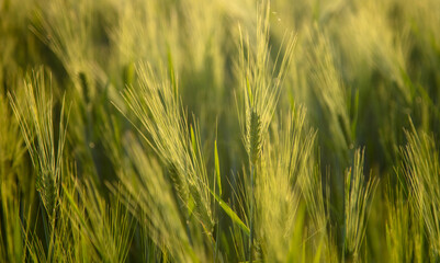 Fototapeta premium Green ears of wheat at sunset.