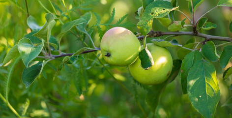 Ripe apples on the branches of a tree in summer.