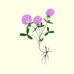 Red Clover or Trifolium pratense, hand drawn botanical vector illustration, isolated background.