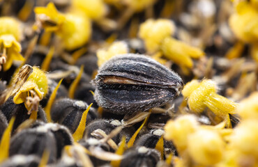 Seeds in a sunflower as a background.