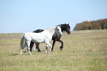 Couple of horses on pasturage