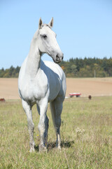Obraz premium Amazing lipizzaner horse on pasturage