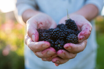 Hands full of ripe blackberries.