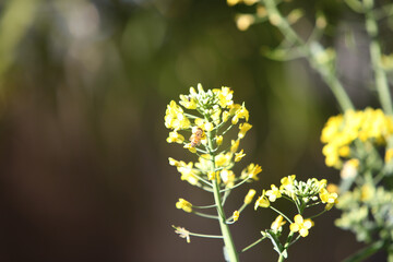 Honey bee enjoying broccoli flowers