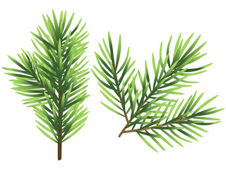 Christmas tree branch illustration isolated on white background