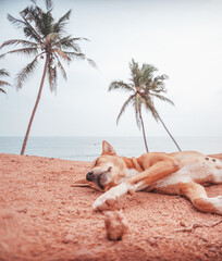 The dog sleeps on a beautiful tropical landscape, blue ocean and tall palms. Sri Lanka island. Vertical image