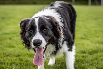 Border collie