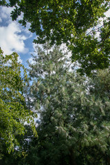 Low-angle shot of a poplar tree in the park