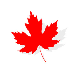 Fototapeta premium Maple leaf icon, graphic design template, vector illustration