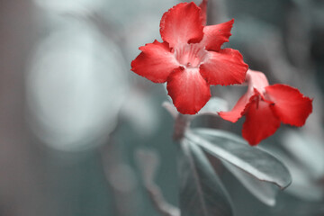 
Red flower