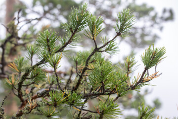 Branches of mountain pine close-up. Natural background, template for design.