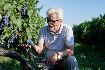 Senior man at vineyard
