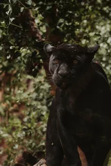  Vertical shot of a black panther © Fermin Barea Diaz/Wirestock