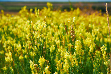 Obraz premium beautiful summer landscape with yellow wild flowers