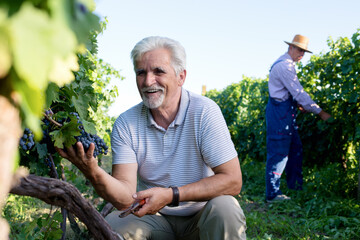 Fototapeta premium Senior man at vineyard
