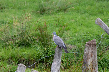 pigeon sitting on a fence post