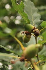 Oaks on the oak tree in the Königsdorfer forest
