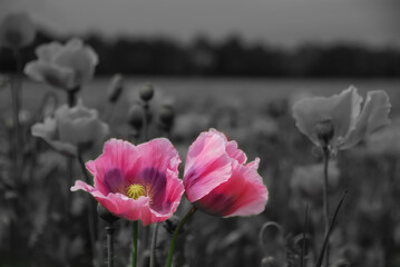 beautiful pink poppy flowers with gray background