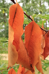 Wilted leaves on a branch
