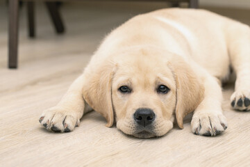 Cute sad three month old Labrador puppy lying on floor of house