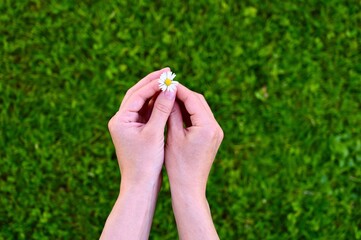 Woman holding one daisy flower. blurry green grass background.