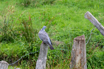 pigeon on a fence