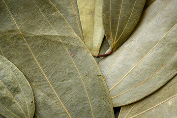 Pile of bay leaves on the table