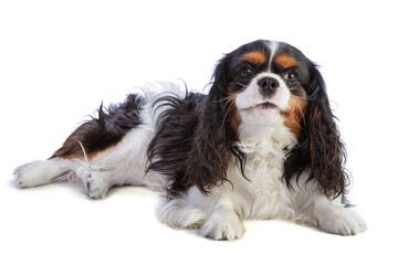 Cavalier king Charles spaniel lying