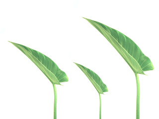 green leaf isolated on white background