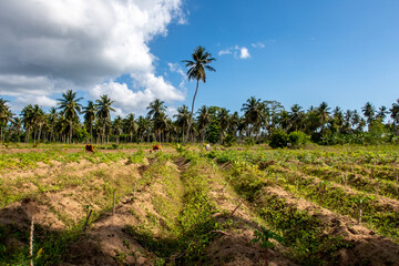 Fototapeta na wymiar Small vegetables patch (farmland) in a village on Pemba Island, Tanzania. Palm trees and tropical plants in the background.
