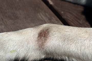 Fungal disease in dogs on paws. Redness and hair loss, ulcer, wet wound