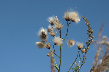 dry fluffy inflorescences against the blue sky