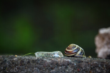 Snail shell sitting on concrete near transparent glass piece