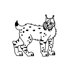 lynx cat vector illustration. Line drawing of bobcat.