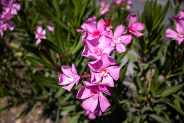 Closeup of pink oleanders growing in a field under the sunlight