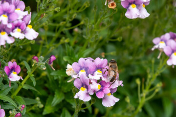 bee on purple flowers