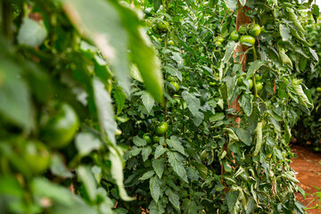 Green tomatoes grow in rows in a greenhouse closeup