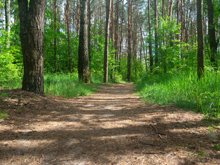 sun rays in the spring forest