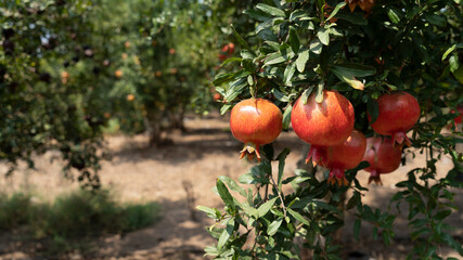 Pomegranate tree plantation in picking season