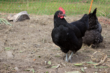 Black hen in the hen run