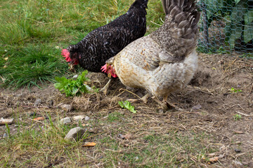 Yellow and black hen eating salad